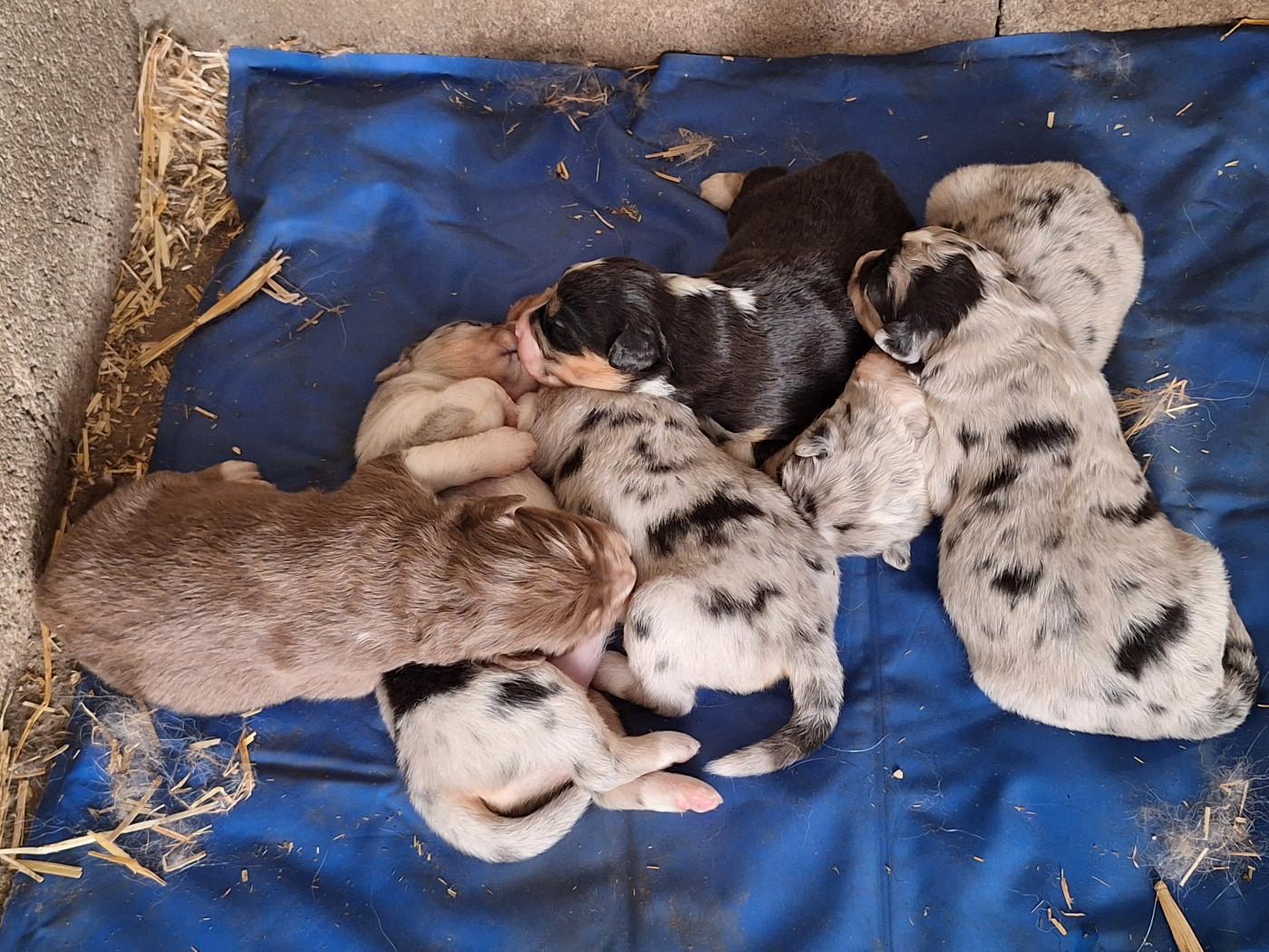 Chiot Berger Australien Mélanie Morin