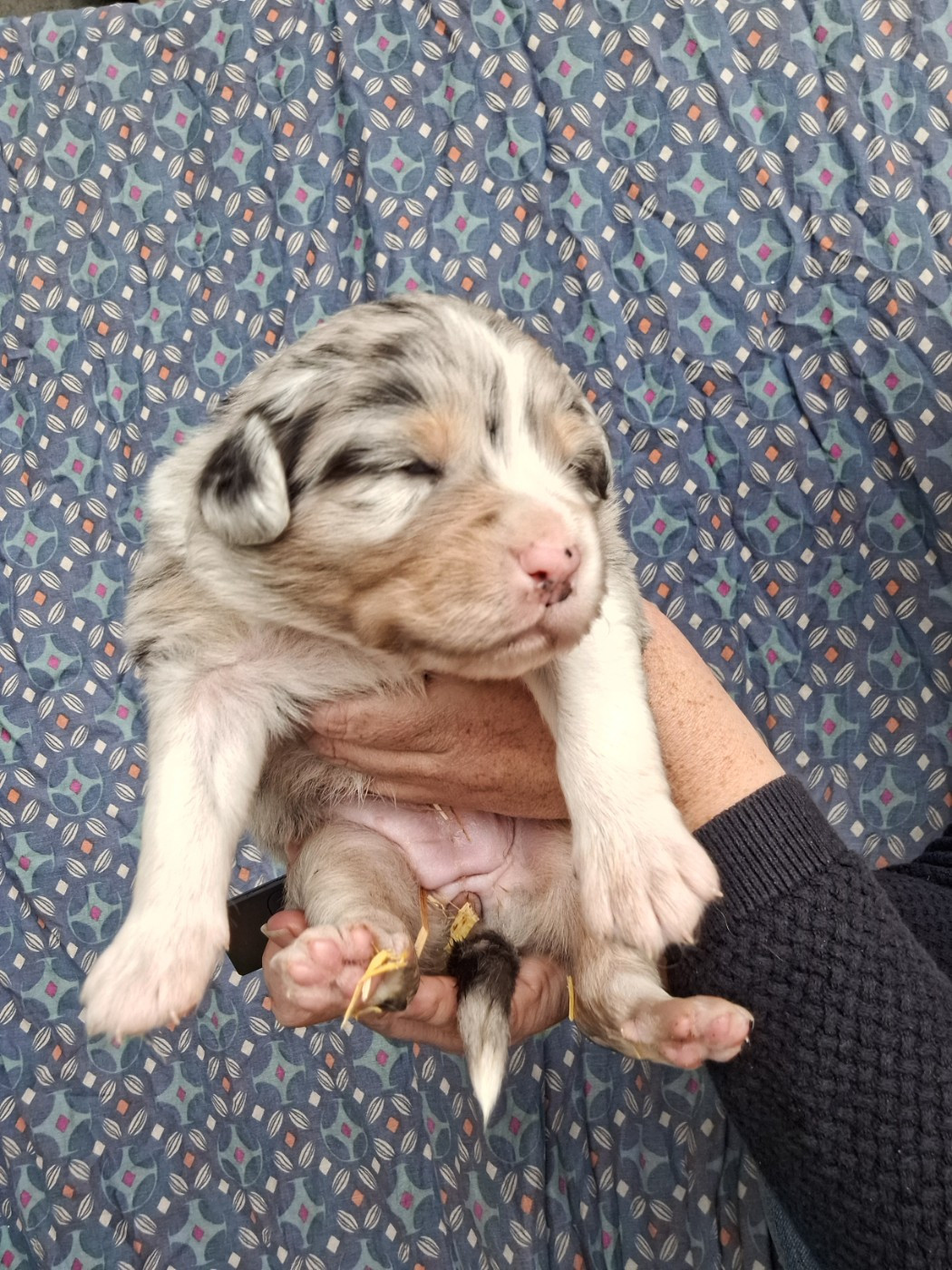 Mélanie Morin - Chiots disponibles - Berger Australien
