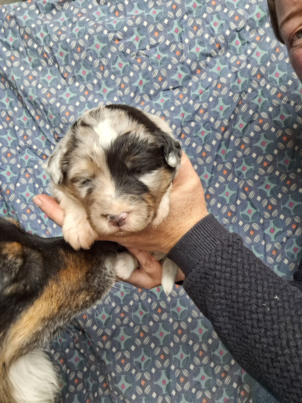 Mélanie Morin - Chiots disponibles - Berger Australien