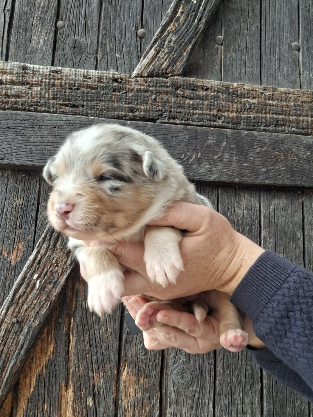 Mélanie Morin - Chiots disponibles - Berger Australien