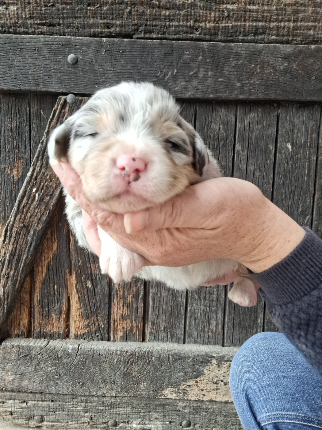 Mélanie Morin - Chiots disponibles - Berger Australien