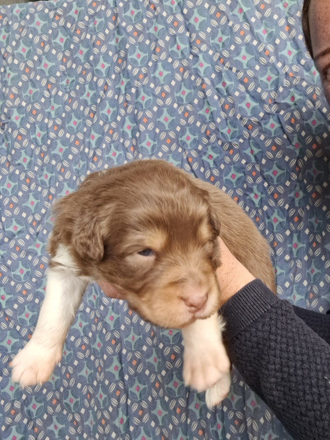 Mélanie Morin - Chiots disponibles - Berger Australien