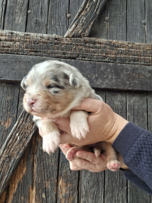 Bu bleu merle