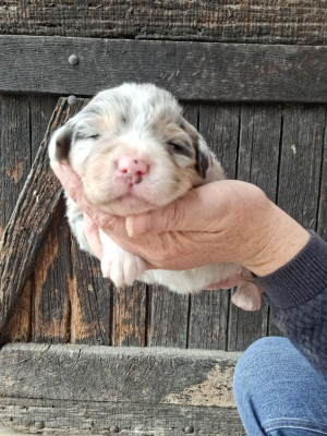 Bél bleu merle